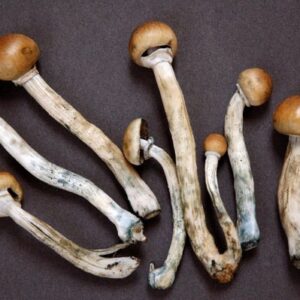 Dried mushroom